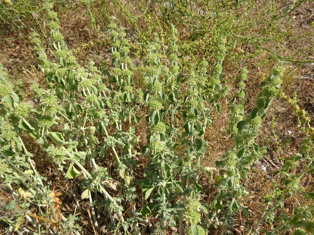 Marrubium vulgare (Lamiaceae)